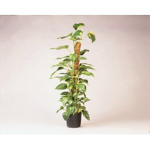 K&oacute;kuszkar&oacute; 38mm*90cm